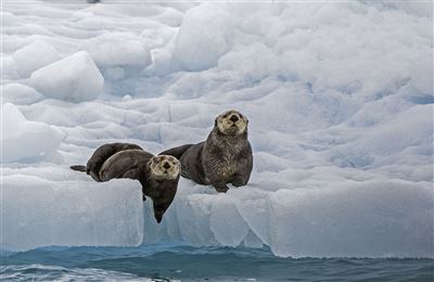 Otter im Prince William Sound